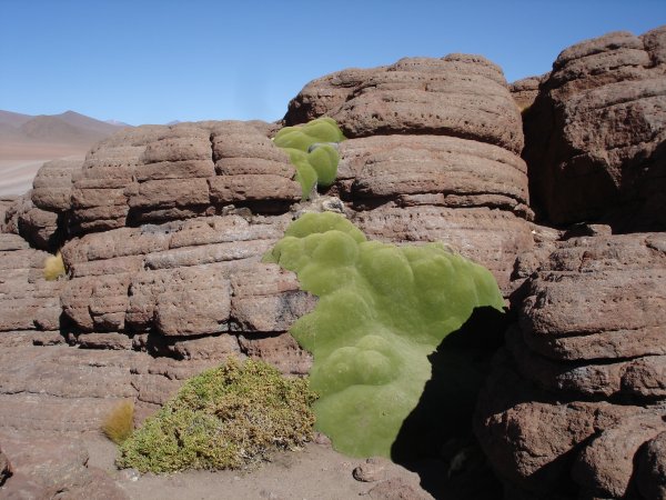 Oázka zeleně uprostřed pouště.